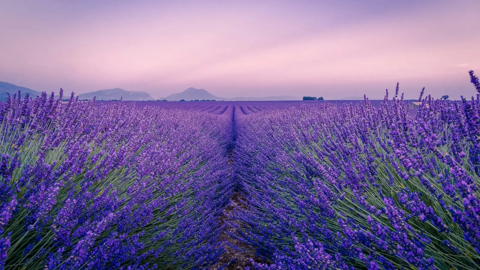 Champ de lavande en Provence au coucher du soleil